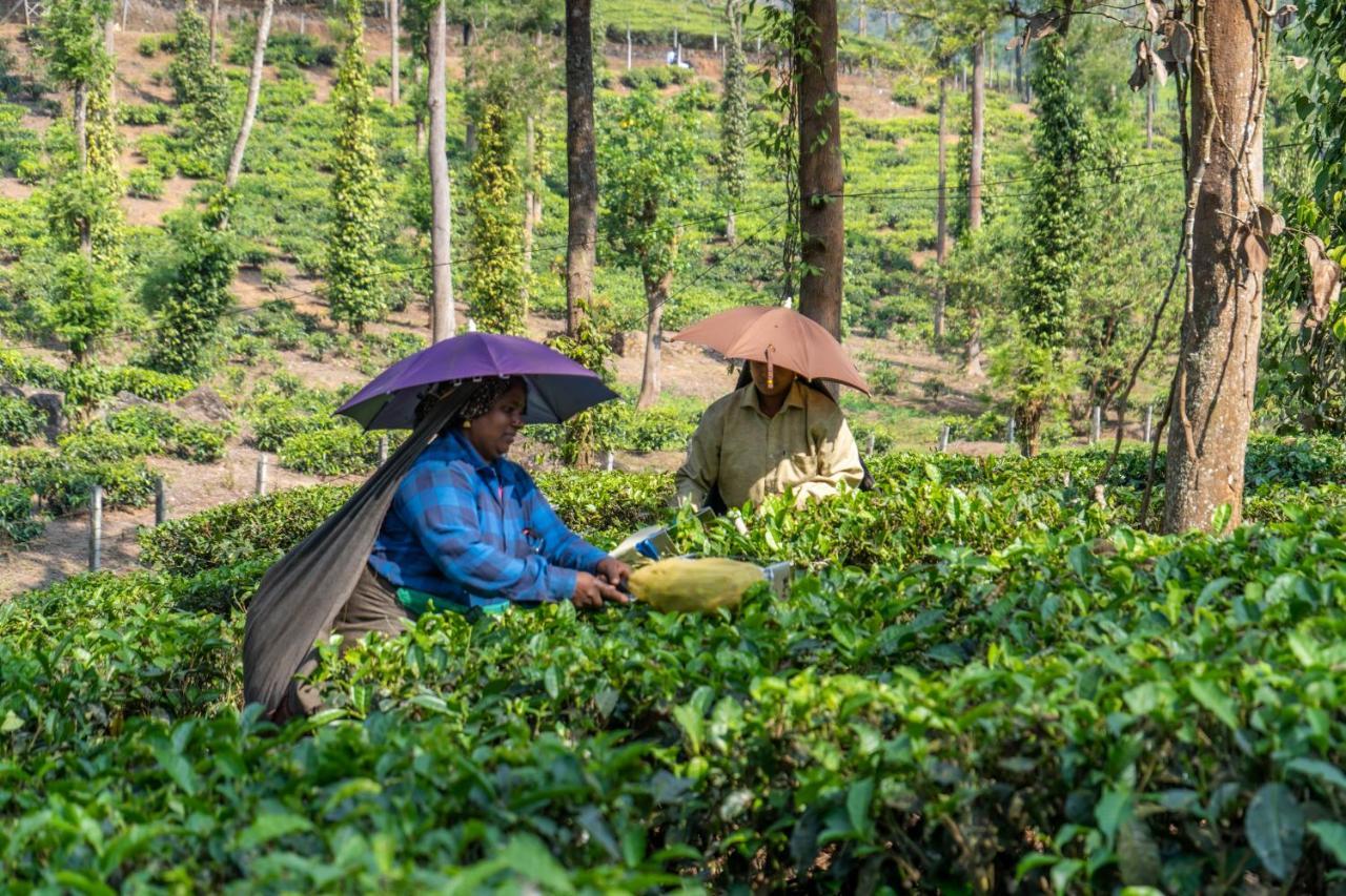 艾姆里塔拉夏礼马尔香料花园酒店 提喀迪 外观 照片